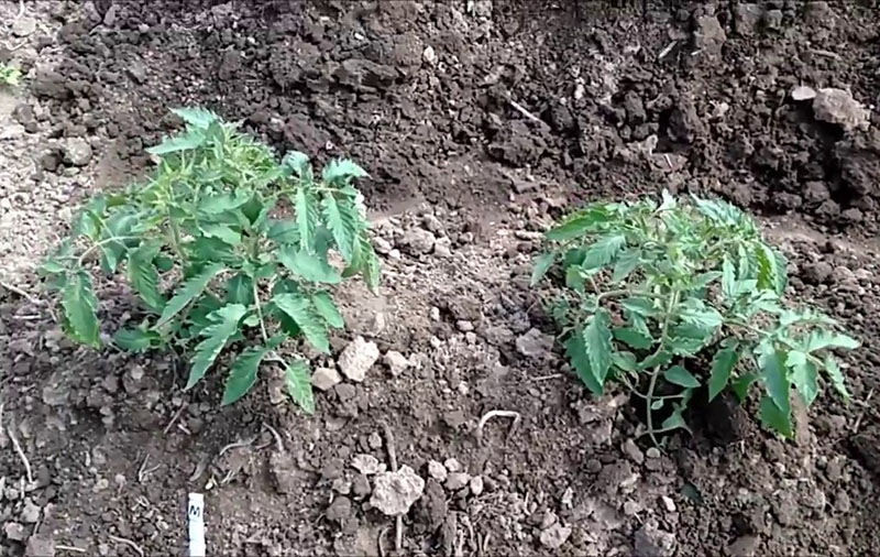 variété de tomate à croissance rapide