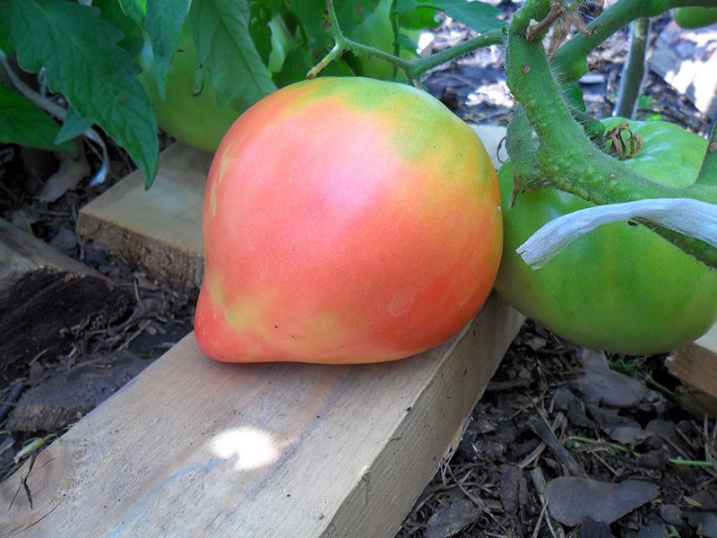 gros fruit de tomate