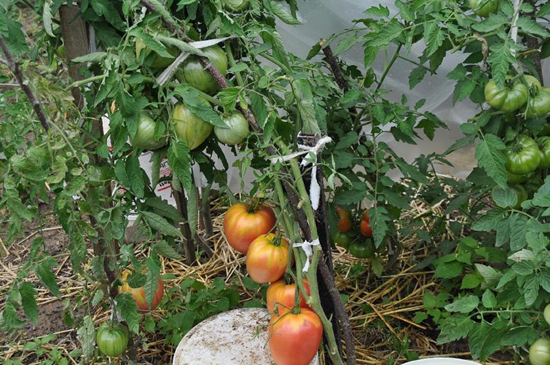 variété de tomate sans prétention