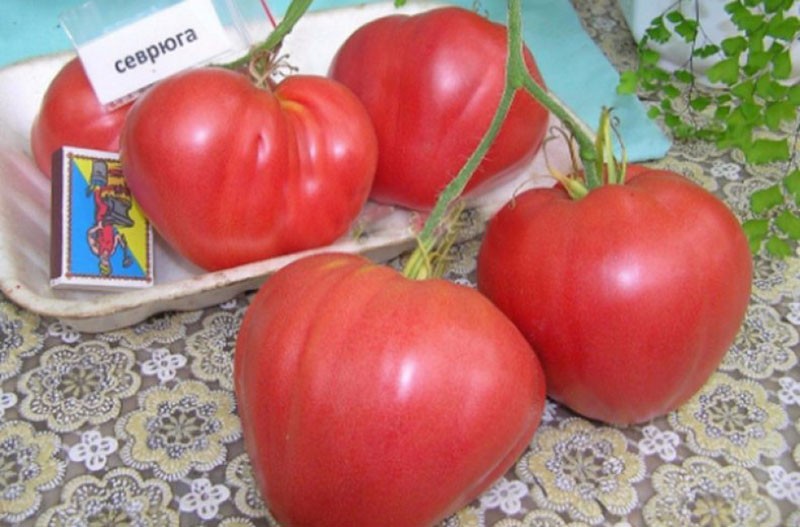 récolte de tomate Sevryuga