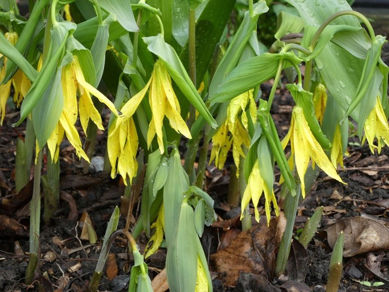 uvularia floreciente