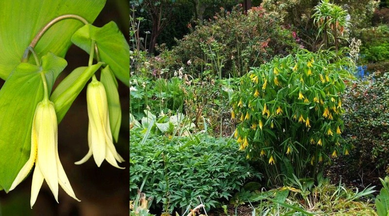 composiciones en el jardín