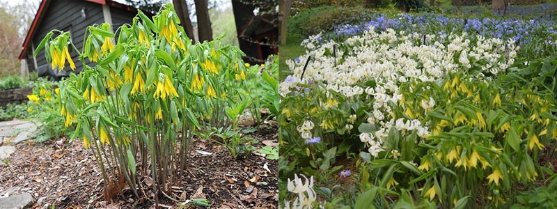 uvularia en su cabaña de verano