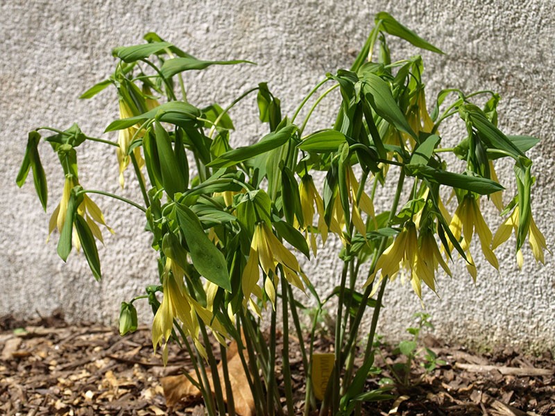 flor tolerante a la sombra