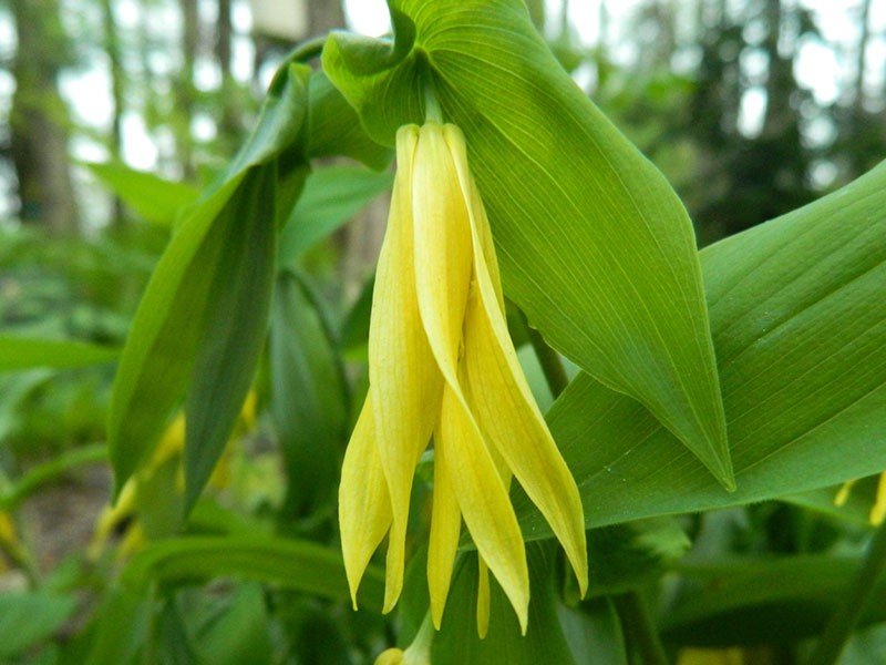 forma de flor única