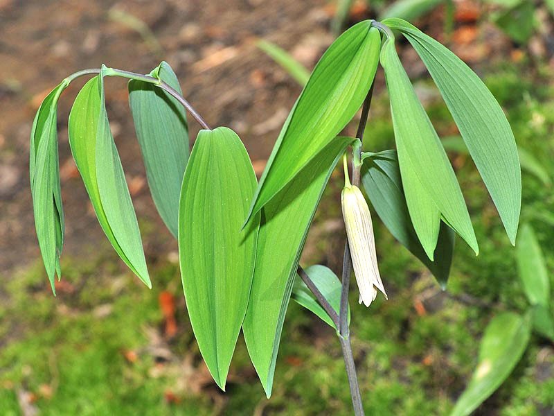 la planta está lista para florecer