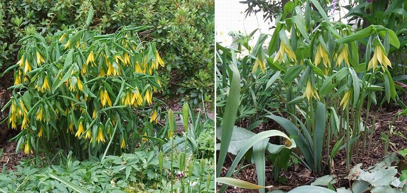 Plantation et entretien de l'uvularia à grandes fleurs