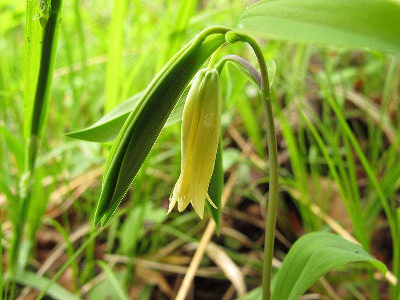 floraison après transplantation