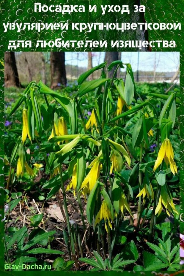 Plantation et entretien de l'uvularia à grandes fleurs