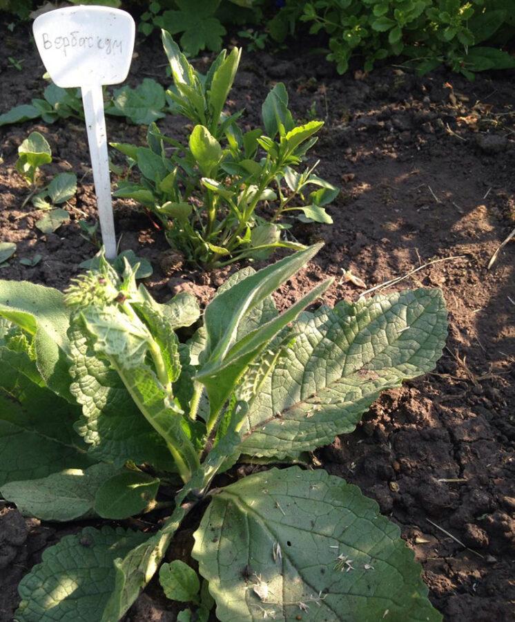 plantar verbascum en campo abierto