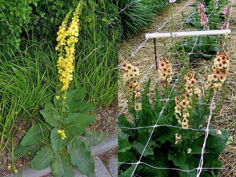 plantation et entretien du verbascum