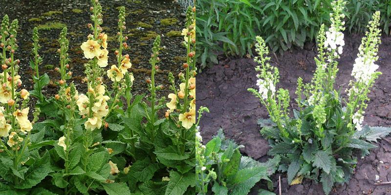 prendre soin du verbascum