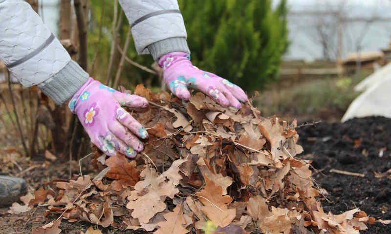 preparando una planta joven para el invierno