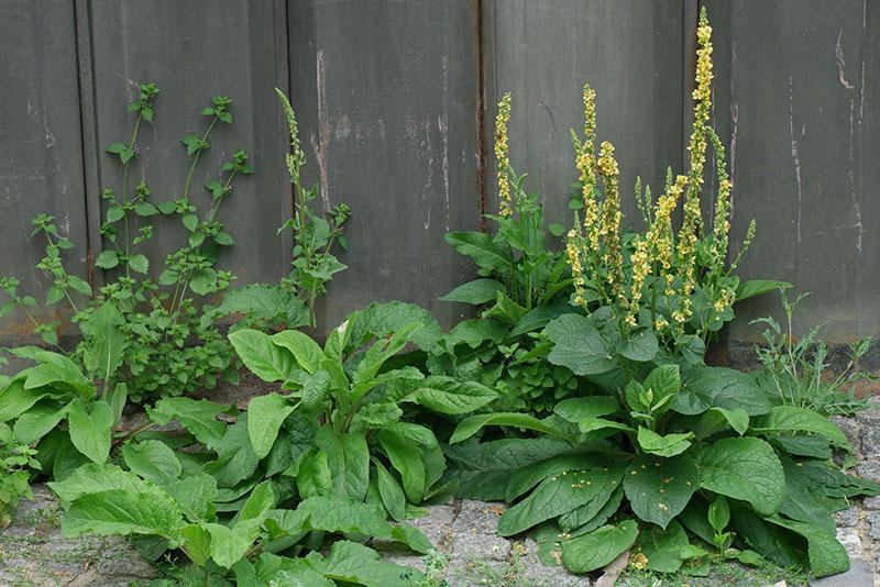 reproducción de verbascum en el sitio