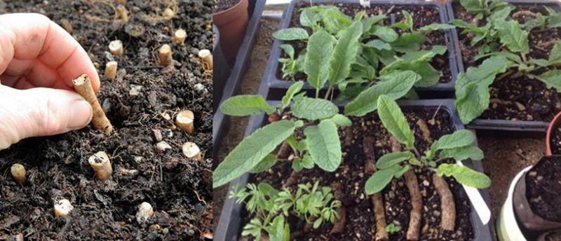 propagation par boutures de racines