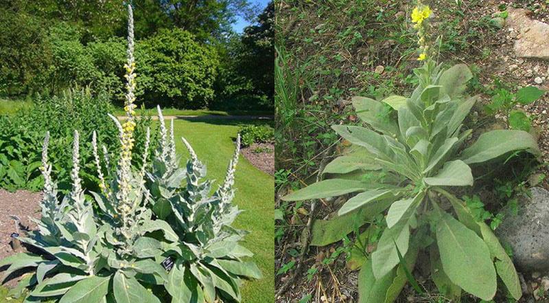 cría de verbascum