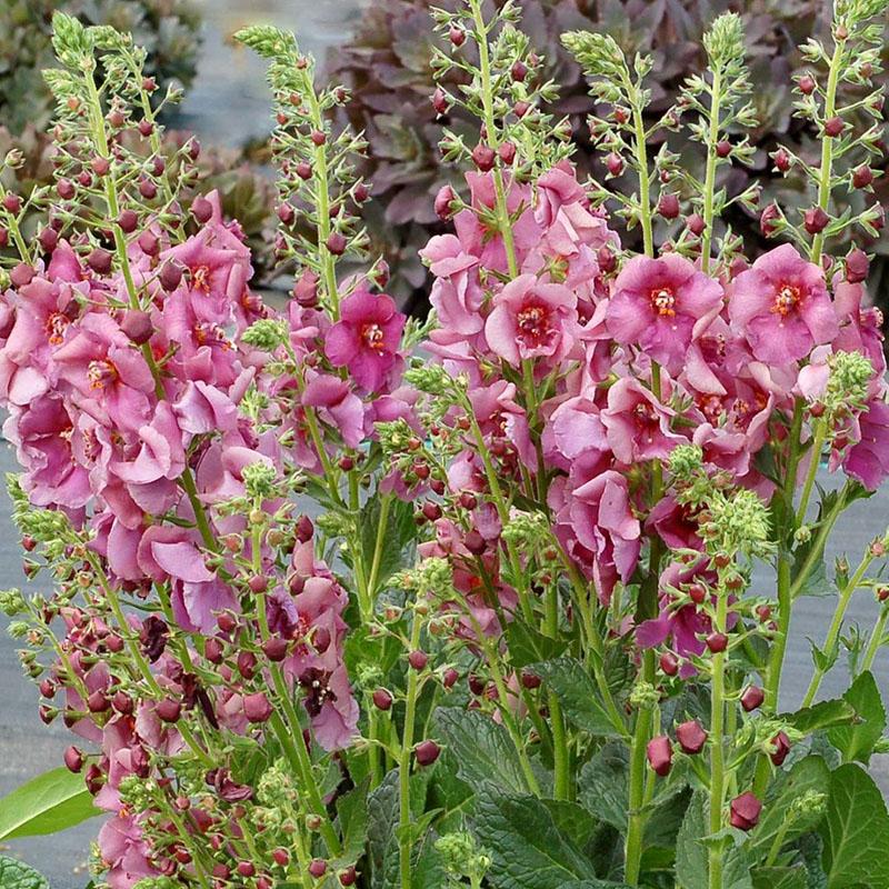 verbascum vivace