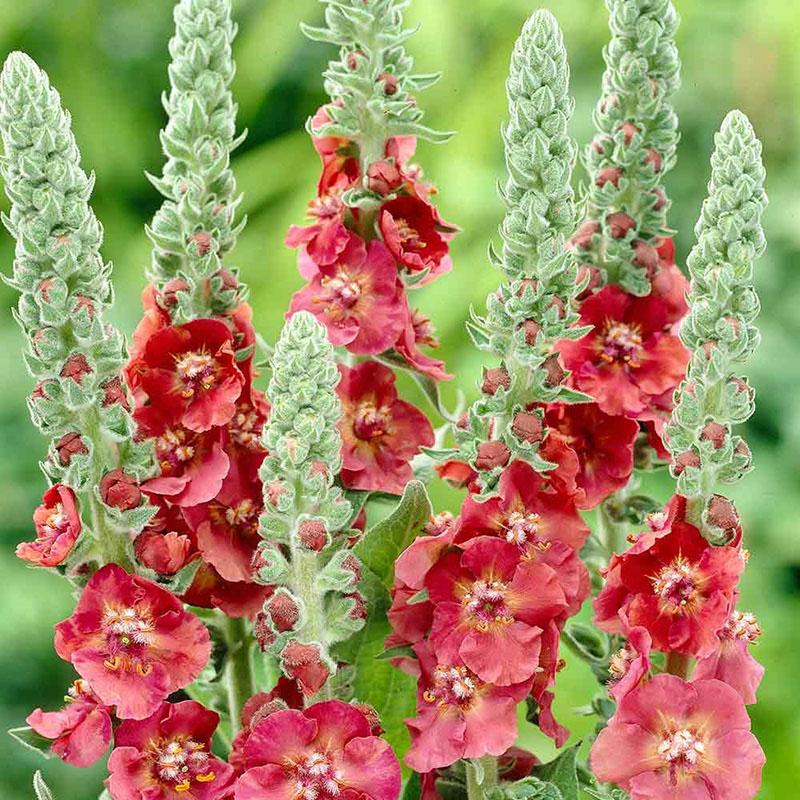 brillante flor de verbascum