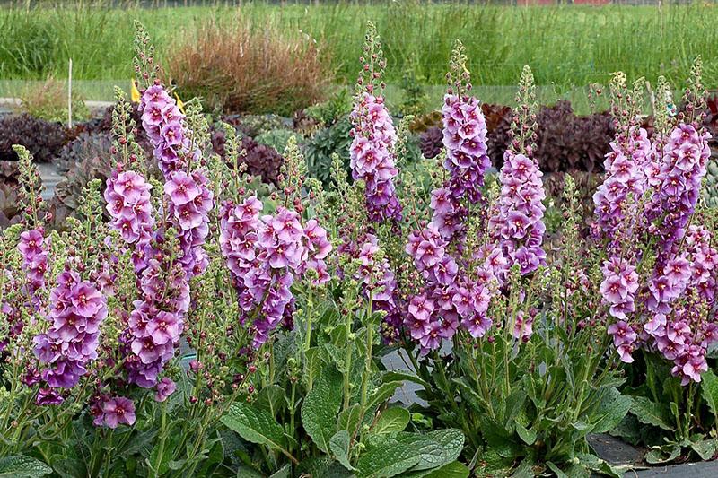 plantation et entretien du verbascum