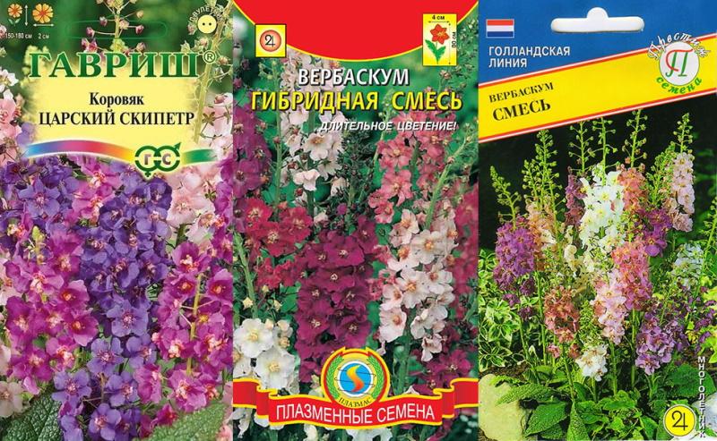 semillas de verbascum de diferentes variedades