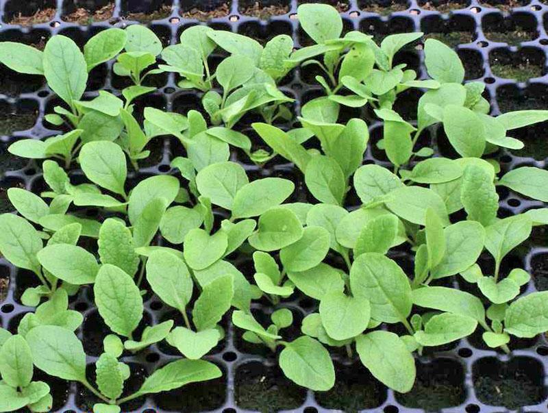 semis de verbascum