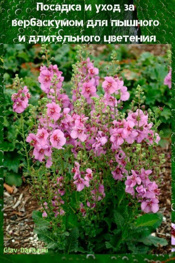 plantation et entretien du verbascum
