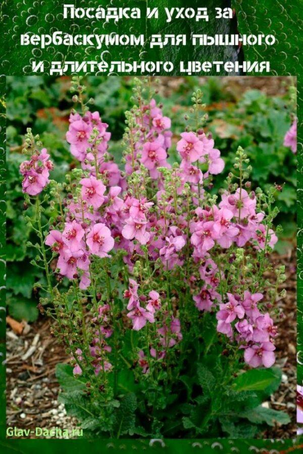 plantar y cuidar verbascum