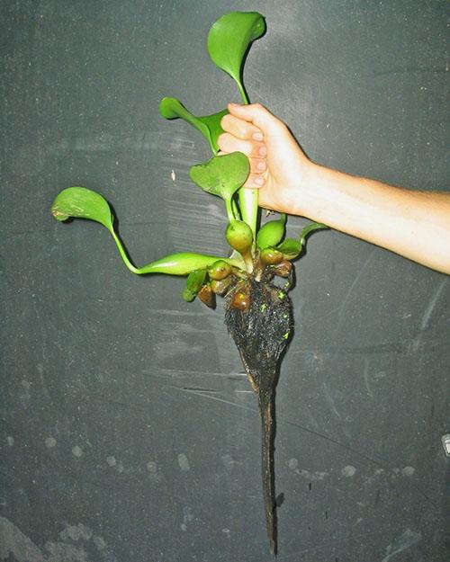 Así es como se ve una planta de jacinto de agua.