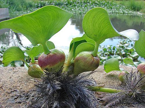 Jacinto de agua Eichornia