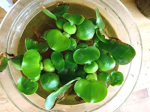 Reproducción de jacinto de agua.