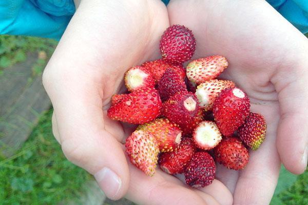 fraises mûres de Ruyan