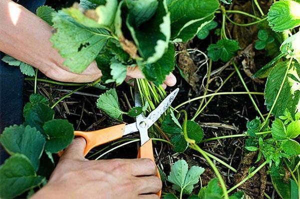 taille des buissons bisannuels