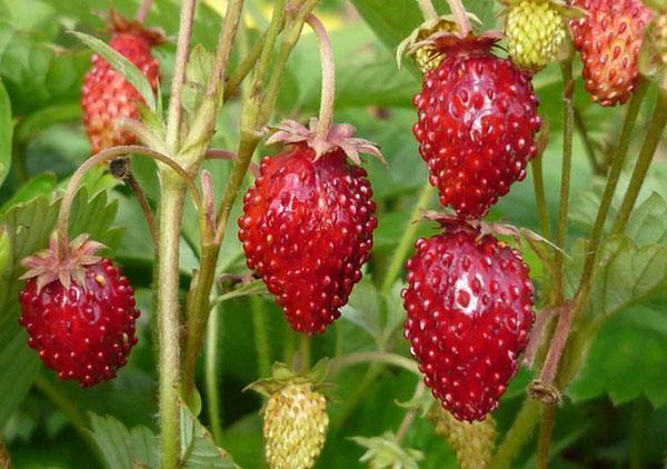 variété de fraise Ruyan