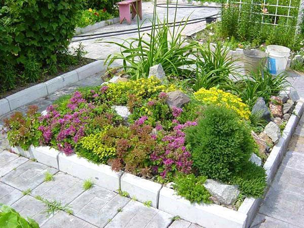 Sedum en la colina