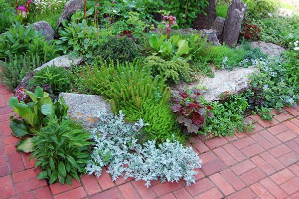 Piedras en el sedum verde