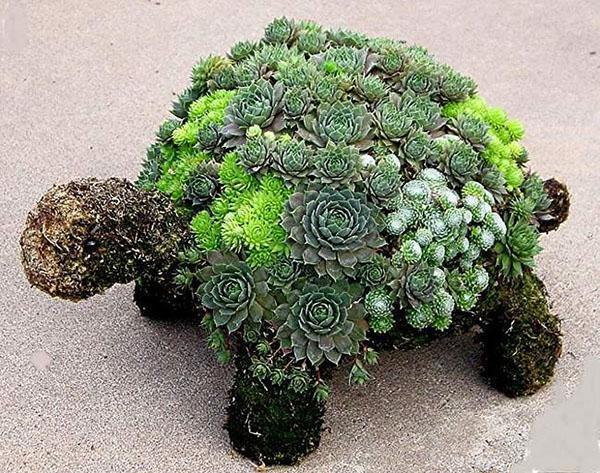 Composición del jardín Stonecrop