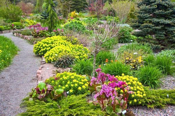 Fascinante paisaje sedum