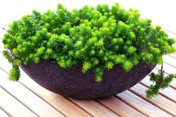 Sedum cubierta de tierra espinosa