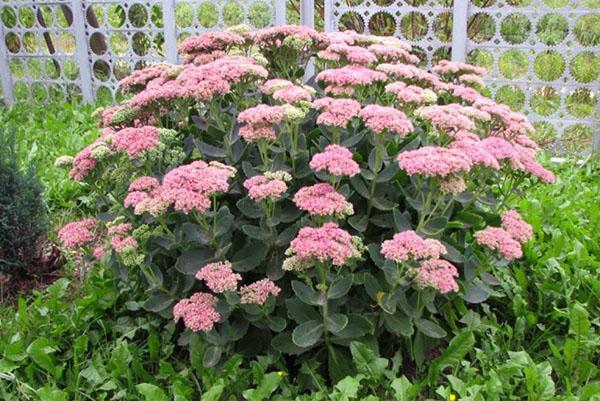 Sedum prominente
