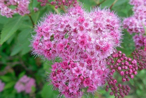Sedum púrpura