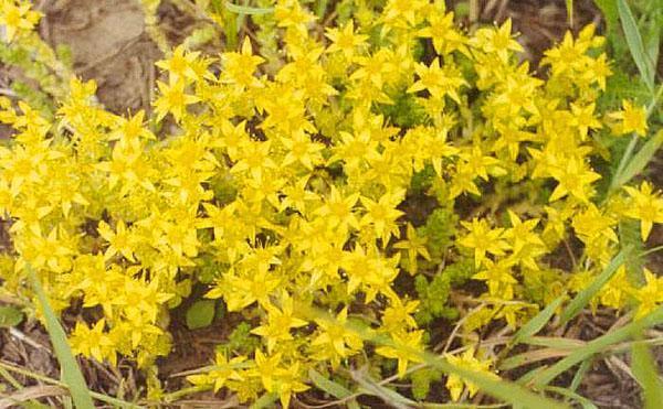 Sedum cáustico