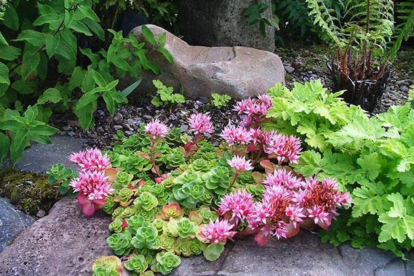 Sedum falso