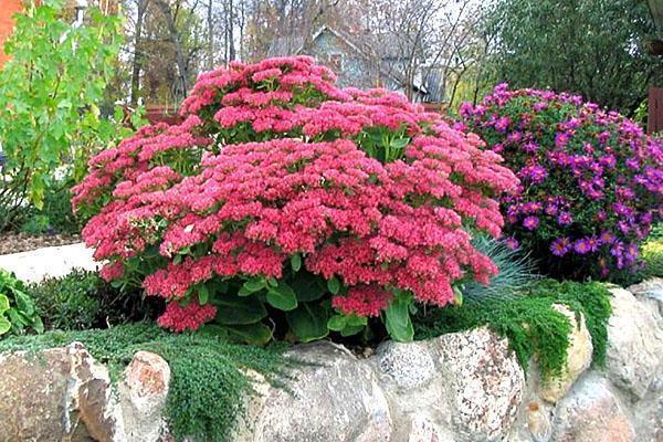 Sedum diamante prominente