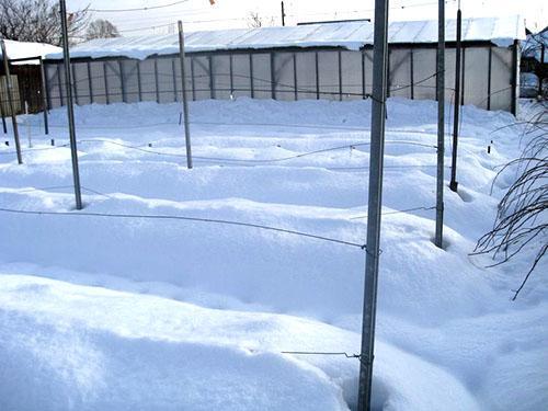 Parcelle de raisins sous la neige