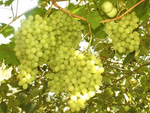 Uvas maduras en los Urales