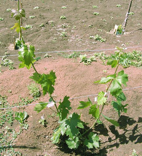 El primer año de vida de una plántula.