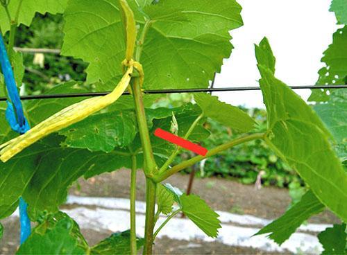 Suppression des beaux-fils et des inflorescences supplémentaires