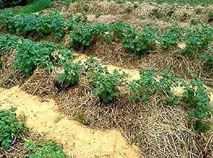 Pommes de terre sous paille