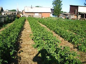 Hileras de patatas limpias