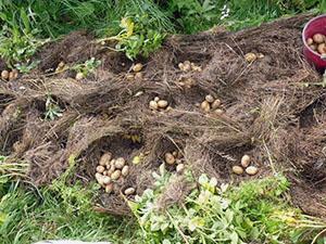 Plantar patatas en los Urales